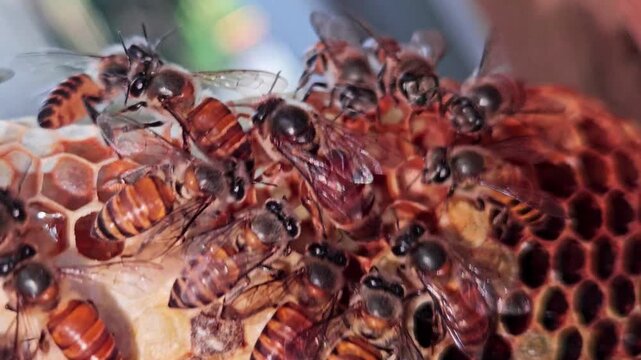 Macro footage of Indian Honey Bee Queen Apis cerana indica actively laying eggs inside honeycomb cells, surrounded by attentive worker bees. Queen's elongated abdomen, oviposition behavior, brood comb