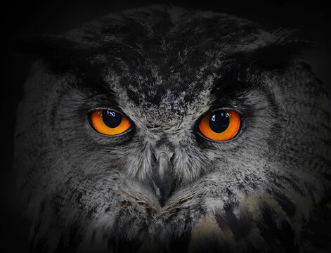 Frontal portrait of eurasian eagle owl with piercing orange eyes eagletowl predator wildlife nocturnal