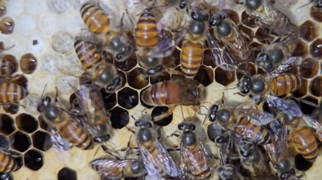 Macro footage of Indian Honey Bee Queen Apis cerana indica actively laying eggs inside honeycomb cells, surrounded by attentive worker bees. Queen's elongated abdomen, oviposition behavior, brood comb