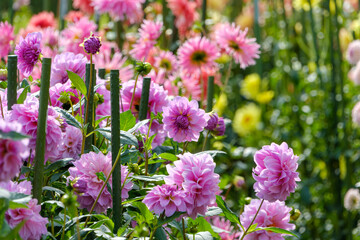 Obraz premium Vibrant pink dahlia flower field blooming in early summer, beautiful floral display in a lush and peaceful garden
