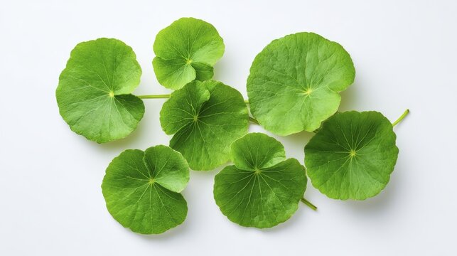 Fresh green gotu kola leaves on white background for natural wellness and herbal remedies