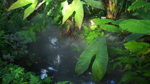 Lush tropical rainforest landscape characterized by dense green vegetation, moss covered rocks, and thick mist