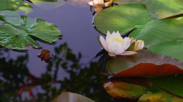 みなもに咲く睡蓮(スイレン)の美しい風景。わずかに水面が揺れる01 蜂が飛ぶ風景