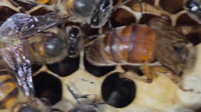 Macro footage of Indian Honey Bee Queen Apis cerana indica actively laying eggs inside honeycomb cells, surrounded by attentive worker bees. Queen's elongated abdomen, oviposition behavior, brood comb