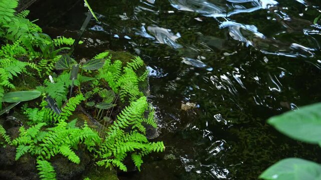 A green Chinese brake ferns (Pteris vittata) growing on a moss-covered rock beside a dark freshwater pond