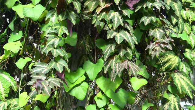 Passiflora trifasciata, a tropical plant species commonly known as the three-striped passionflower.