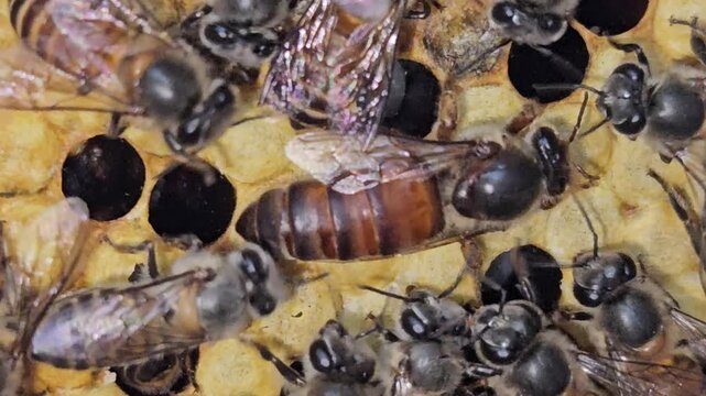 Macro footage of Indian Honey Bee Queen Apis cerana indica actively laying eggs inside honeycomb cells, surrounded by attentive worker bees. Queen's elongated abdomen, oviposition behavior, brood comb