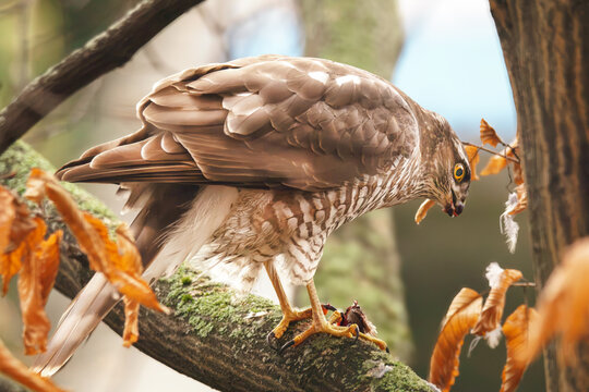 M&auml;usebussard frisst seine Beute