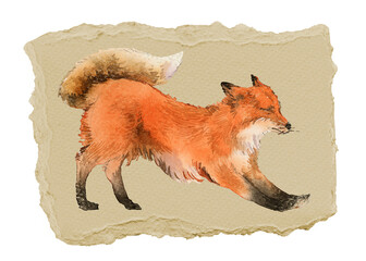Obraz premium Stretching fox png sticker, ripped paper, transparent background