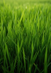 Obraz premium Lush, vibrant green grass blades stand tall in a sunny summer meadow, perfect background texture for nature themes, day, fresh, crop