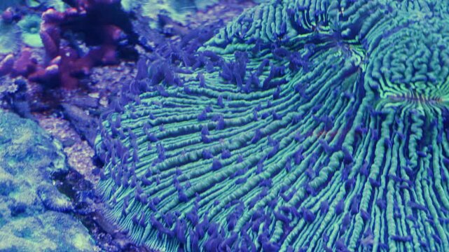 A Green Fungia Plate Coral, a type of Large Polyp Stony coral known for its disk-like shape.