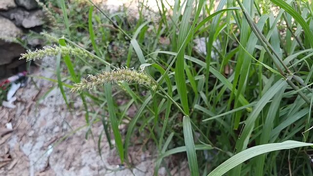Flowering southern sandbur (Cenchrus echinatus) grass swaying in the breeze