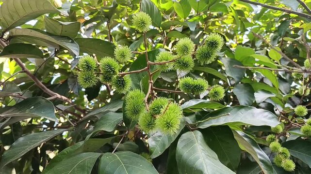 Close-up of young green rambutan (Nephelium lappaceum) fruits on tree