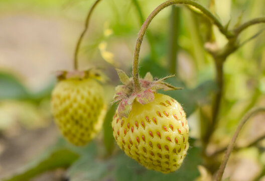 Macro shot of fresh ripe white alpine strawberry or pineberry growing on a bush branch in the garden.