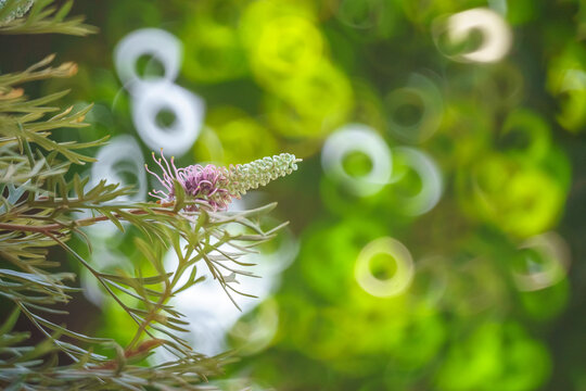 The beautiful Grevillea flowers in my home garden provide freshness in the mornings and evenings.