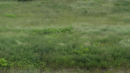 Obraz premium wild green grass field photo