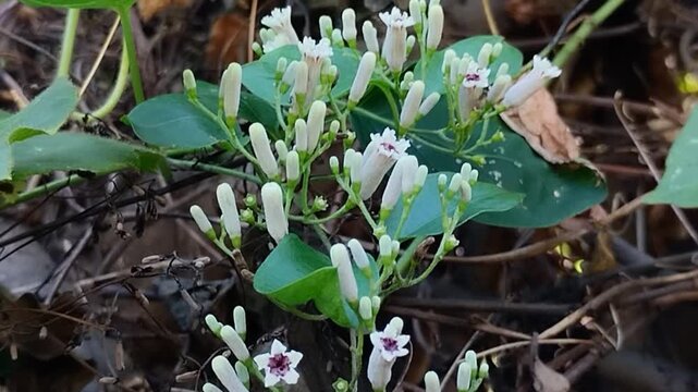 The flowers of the Paederia foetida often known as stinkvine are in beautiful bloom. This plant is frequently used as a traditional herbal