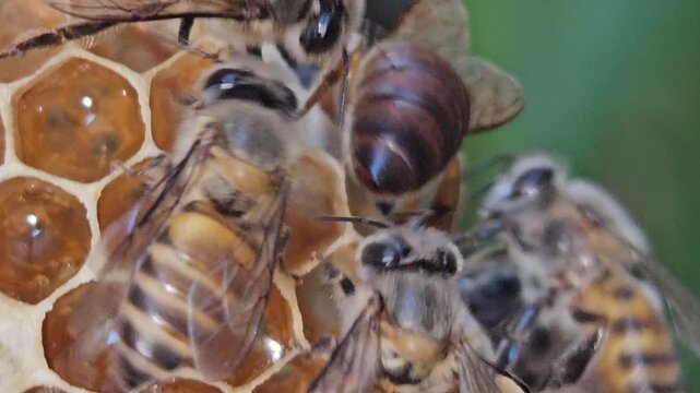 Macro footage of Indian Honey Bee Queen Apis cerana indica actively laying eggs inside honeycomb cells, surrounded by attentive worker bees. Queen's elongated abdomen, oviposition behavior, brood comb