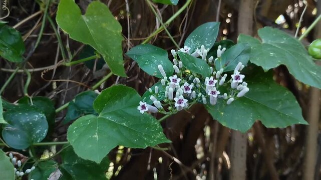 The flowers of the Paederia foetida often known as stinkvine are in beautiful bloom. This plant is frequently used as a traditional herbal