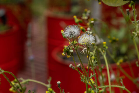 Close up view of common groundsel wildflower seed heads and yellow buds. Senecio vulgaris plant with fluffy pappus on a spring day, Beyoglu, Istanbul, Turkey.