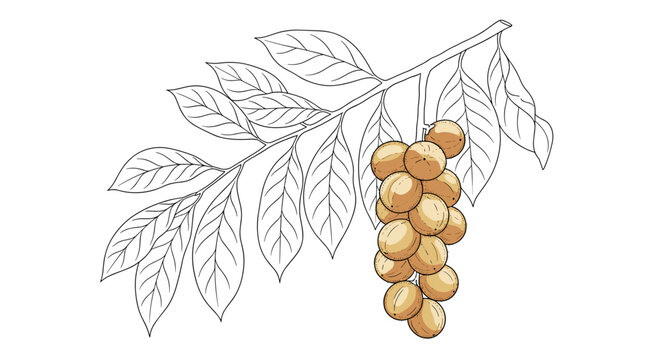 Hand drawn illustration of a cluster of ripe langsat fruits on a branch with leaves.
