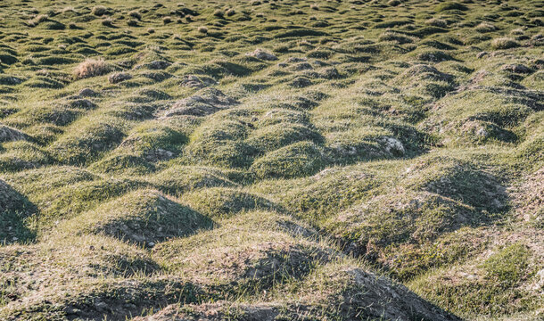Green grassy mountain pastures; texture of grass and rolling mounds in the evening sunset light of the high Pamirs