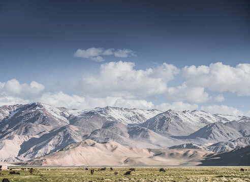 Livestock grazing in a grassy mountain valley at sunset, set against a snow-capped mountain range with glaciers; cows in a pasture in the Pamir Mountains