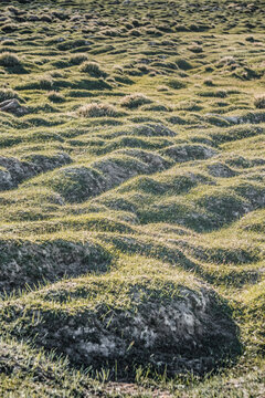 Green grassy mountain pastures; texture of grass and rolling mounds in the evening sunset light of the high Pamirs