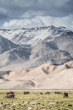 Livestock grazing in a grassy mountain valley at sunset, set against a snow-capped mountain range with glaciers; cows in a pasture in the Pamir Mountains