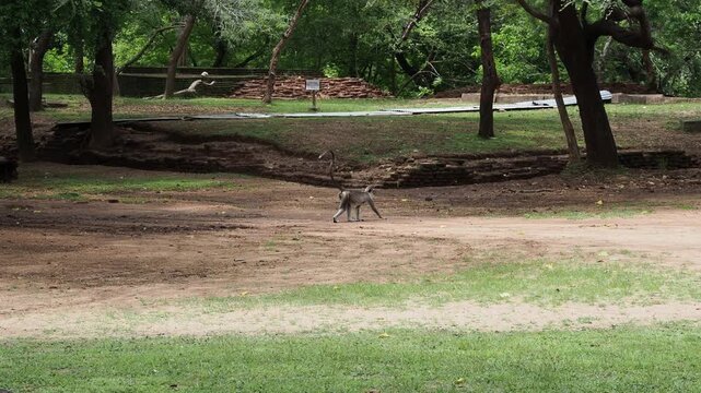 Gray langur monkey walking in sigiriya ancient city ruins