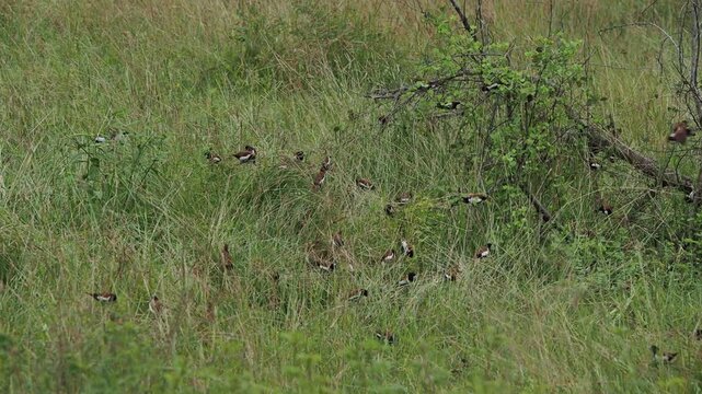 Bronze mannikin flock of birds flying in green grass