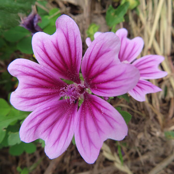 日本で初夏にゼニアオイがピンク色の花を咲かせています