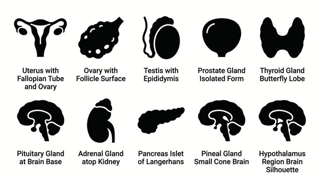 Human endocrine system organs and reproductive glands icon set.