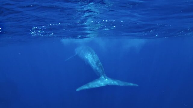 Blue whale, Balaenoptera musculus, resting just beneath the ocean surface with its tail fluke visible in clear tropical waters off Timor-Leste.