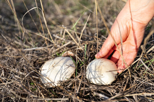Hand reaching for fresh white mushrooms growing in a natural outdoor setting with dry grass and twigs surrounding them