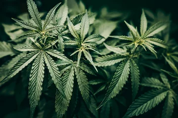 Cannabis Sativa or Cannabis Indica green hemp plant leaf for advertising banner background © Quality Stock Arts