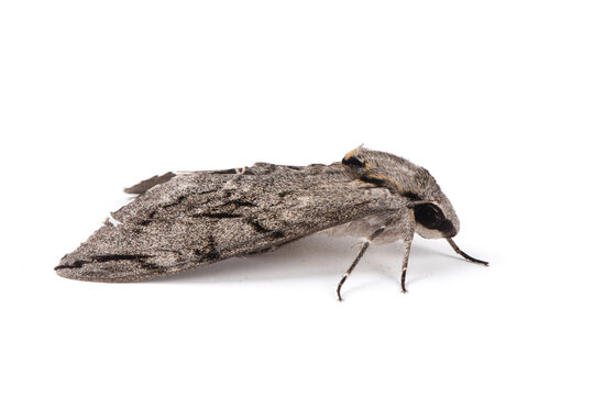 Tobacco Hornworm Moth Isolated on White Background