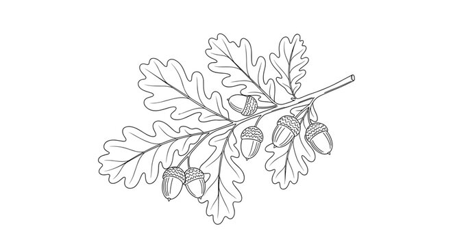 Oak leaf with acorns branch.