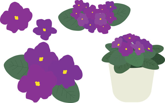 African violet collection.