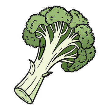 Fresh green broccoli vegetable vector illustration isolated on white background with realistic organic healthy food design
