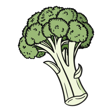 Fresh organic broccoli with green leaves realistic vector illustration isolated for food packaging and market design