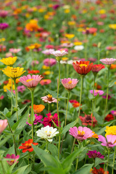 Field of colorful zinnia flowers in bloom