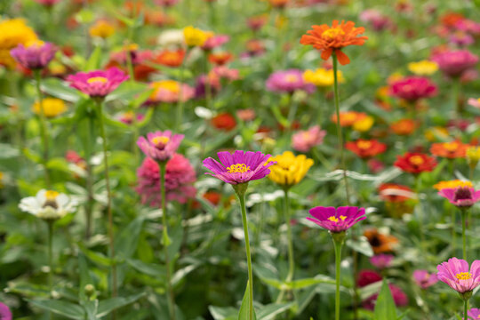 Field of colorful zinnia flowers in bloom