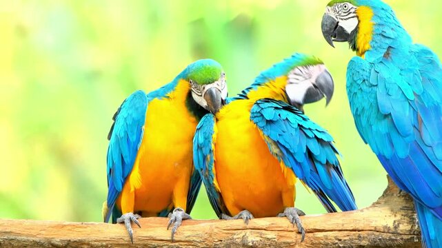 Three blue and yellow macaws perched on a branch, looking around.
