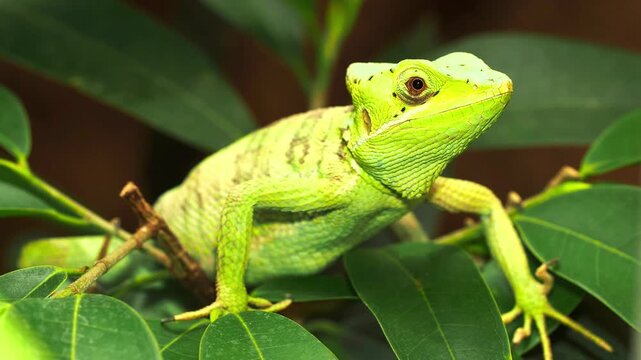 Green basilisk lizard on a tree branch in a tropical forest environment.