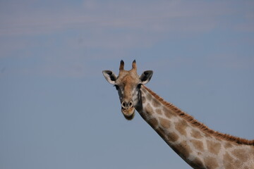 Obraz premium Giraffe Portrait with Long Neck Against Clear Blue Sky