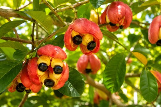Ackee Fruit Growing on Tropical Tree with Naturally Open Pods