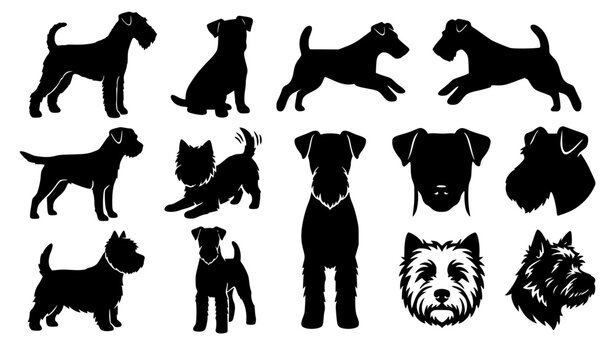 Terrier dog breed silhouette icon set featuring black silhouettes of miniature schnauzers scottish terriers wire fox terriers in standing running and head portrait poses