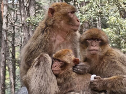 Berberaffen in Marokko, Macaca sylvanus