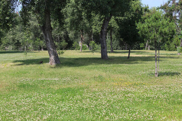 Obraz premium trees in the park, landscape with trees